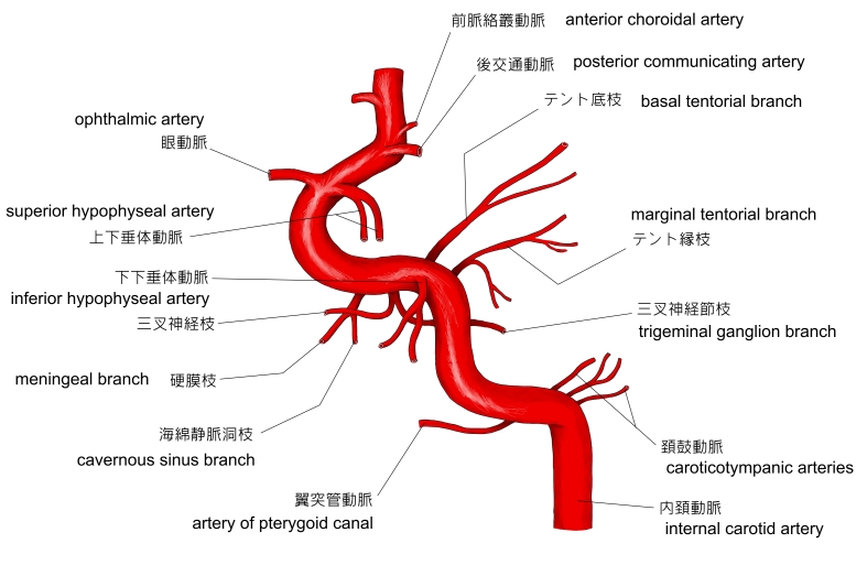 頸横動脈走行, 頸動脈 走行図 _ Visual Anatomy 視覚解剖学 – DBLUK Affordable Diamond and Gold Jewelry Sets for Women